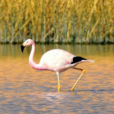 Adrean Flamingo (2)